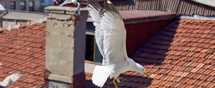 Residential Chimney Animal Removal Solution in Coeur d'Alene, ID